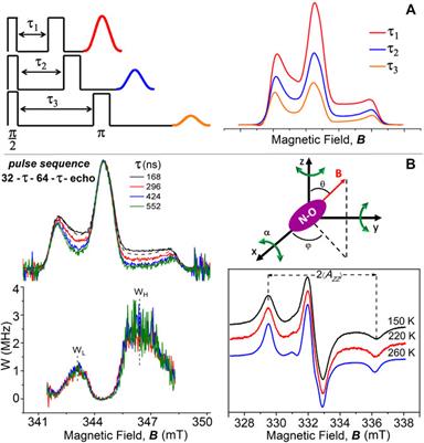 Librational Dynamics of Spin-Labeled Membranes at Cryogenic Temperatures From Echo-Detected ED-EPR Spectra